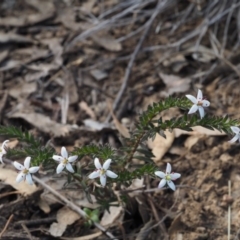 Rhytidosporum procumbens at Acton, ACT - 18 Sep 2015 09:37 AM