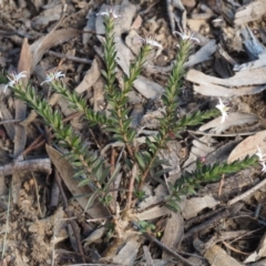 Rhytidosporum procumbens at Acton, ACT - 18 Sep 2015 09:37 AM