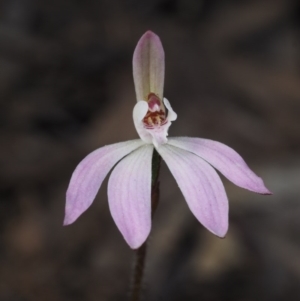 Caladenia fuscata at Acton, ACT - suppressed