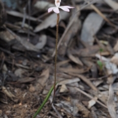 Caladenia fuscata at Acton, ACT - suppressed