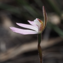 Caladenia fuscata at Acton, ACT - suppressed