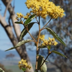 Pomaderris intermedia (Golden Pomaderris) at Acton, ACT - 17 Sep 2015 by KenT