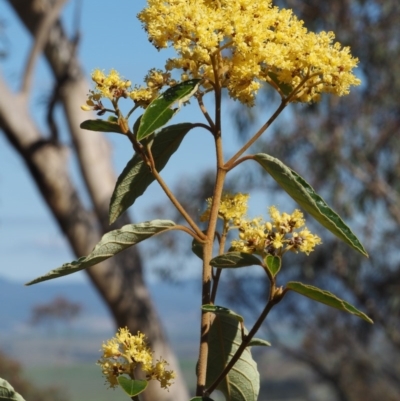 Pomaderris intermedia (Golden Pomaderris) at Acton, ACT - 17 Sep 2015 by KenT