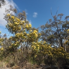 Pomaderris intermedia at Acton, ACT - 18 Sep 2015