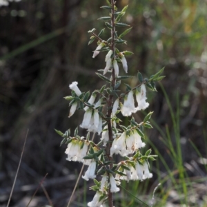 Styphelia fletcheri subsp. brevisepala at Acton, ACT - 18 Sep 2015