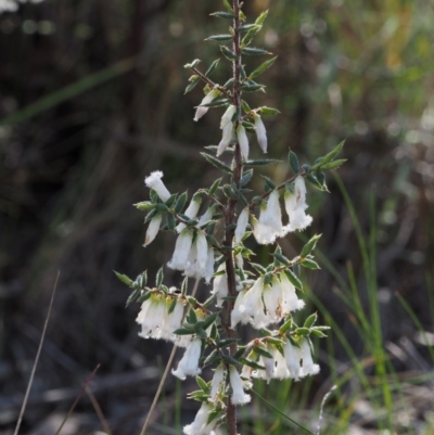 Styphelia fletcheri subsp. brevisepala (Twin Flower Beard-Heath) at Acton, ACT - 18 Sep 2015 by KenT
