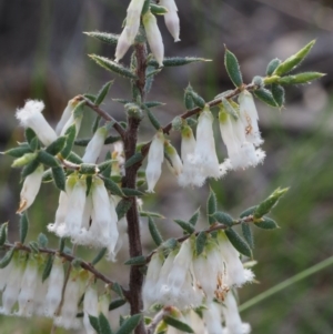 Styphelia fletcheri subsp. brevisepala at Acton, ACT - 18 Sep 2015