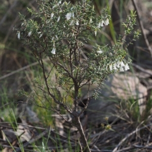 Styphelia fletcheri subsp. brevisepala at Acton, ACT - 18 Sep 2015