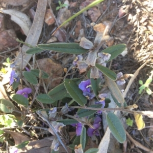 Hovea heterophylla at Aranda, ACT - 18 Sep 2015