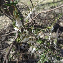 Styphelia fletcheri subsp. brevisepala (Twin Flower Beard-Heath) at Farrer, ACT - 13 Sep 2015 by galah681