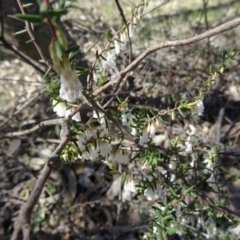 Leucopogon fletcheri subsp. brevisepalus (Twin Flower Beard-Heath) at Farrer Ridge - 13 Sep 2015 by galah681