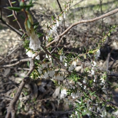 Leucopogon fletcheri subsp. brevisepalus (Twin Flower Beard-Heath) at Farrer Ridge - 13 Sep 2015 by galah681