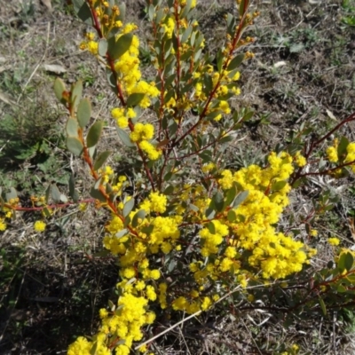 Acacia buxifolia subsp. buxifolia (Box-leaf Wattle) at Farrer Ridge - 13 Sep 2015 by galah681