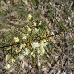 Acacia genistifolia (Early Wattle) at Farrer Ridge - 13 Sep 2015 by galah681