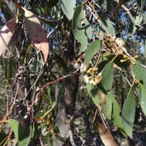 Eucalyptus bridgesiana at Farrer, ACT - 13 Sep 2015