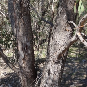 Eucalyptus bridgesiana at Farrer, ACT - 13 Sep 2015