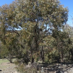 Eucalyptus bridgesiana at Farrer Ridge - 13 Sep 2015 11:08 AM