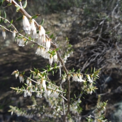 Styphelia fletcheri subsp. brevisepala (Twin Flower Beard-Heath) at Farrer, ACT - 13 Sep 2015 by galah681