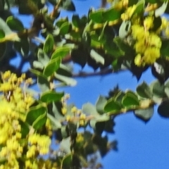Acacia pravissima (Wedge-leaved Wattle, Ovens Wattle) at Farrer Ridge - 13 Sep 2015 by galah681