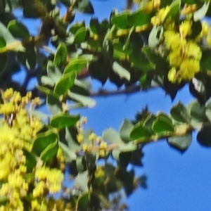 Acacia pravissima at Farrer, ACT - 13 Sep 2015