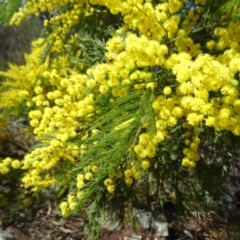 Acacia decurrens (Green Wattle) at Farrer Ridge - 13 Sep 2015 by galah681