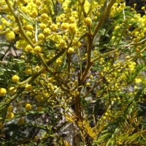 Acacia decurrens at Farrer, ACT - 13 Sep 2015