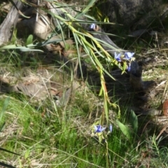 Stypandra glauca (Nodding Blue Lily) at Farrer, ACT - 13 Sep 2015 by galah681