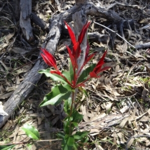 Photinia serratifolia at Farrer, ACT - 13 Sep 2015