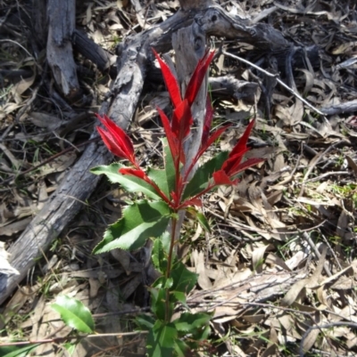 Photinia serratifolia (Chinese Photinia) at Farrer, ACT - 13 Sep 2015 by galah681