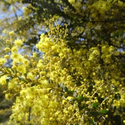 Acacia pravissima (Wedge-leaved Wattle, Ovens Wattle) at Farrer Ridge - 13 Sep 2015 by galah681