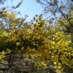 Acacia pravissima at Farrer, ACT - 13 Sep 2015