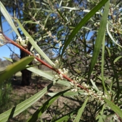 Hakea salicifolia (Willow-leaved Hakea) at Farrer Ridge - 13 Sep 2015 by galah681