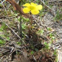 Oxalis sp. (Wood Sorrel) at Percival Hill - 12 Sep 2015 by gavinlongmuir