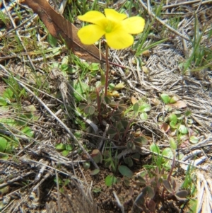 Oxalis sp. at Nicholls, ACT - 12 Sep 2015 01:19 PM