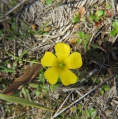 Oxalis sp. at Nicholls, ACT - 12 Sep 2015 01:19 PM