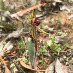 Caladenia actensis (Canberra Spider Orchid) at Majura, ACT - 19 Sep 2015 by AaronClausen