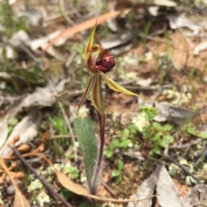 Caladenia actensis at suppressed - suppressed