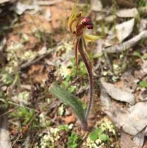 Caladenia actensis at suppressed - 19 Sep 2015