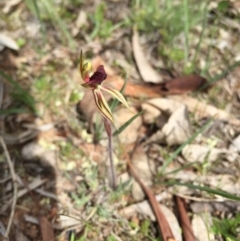 Caladenia actensis at suppressed - suppressed