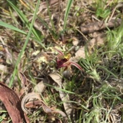 Caladenia actensis at suppressed - suppressed