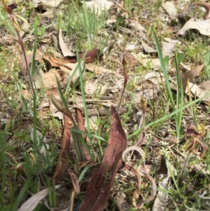 Caladenia actensis at suppressed - 19 Sep 2015