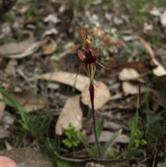 Caladenia actensis (Canberra Spider Orchid) at Majura, ACT by AaronClausen