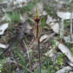 Caladenia actensis (Canberra Spider Orchid) at Majura, ACT - 19 Sep 2015 by AaronClausen