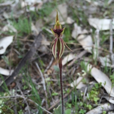 Caladenia actensis (Canberra Spider Orchid) at Majura, ACT by AaronClausen