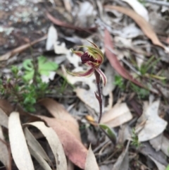 Caladenia actensis (Canberra Spider Orchid) at Majura, ACT by AaronClausen