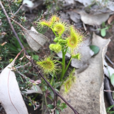 Drosera sp. (A Sundew) at Majura, ACT - 19 Sep 2015 by AaronClausen