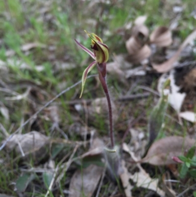 Caladenia actensis (Canberra Spider Orchid) at Majura, ACT by AaronClausen