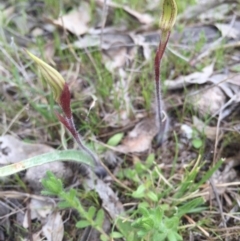 Caladenia actensis at suppressed - 19 Sep 2015