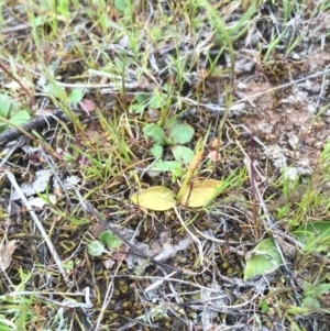 Ophioglossum lusitanicum at Majura, ACT - 19 Sep 2015 12:28 PM