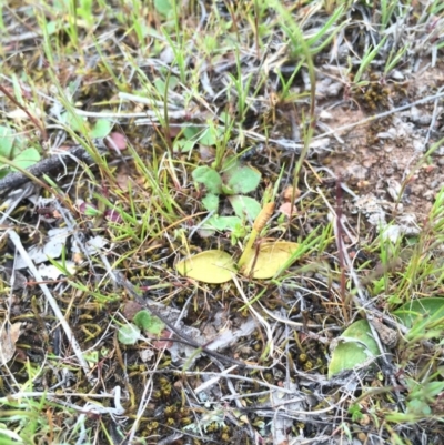 Ophioglossum lusitanicum (Adder's Tongue) at Majura, ACT - 19 Sep 2015 by AaronClausen